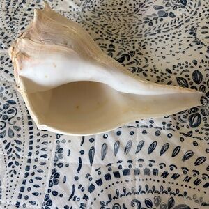 Natural Large Whelk/Conch Shell Accent in White and Cream